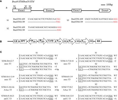 Targeted mutagenesis of BnaSTM leads to abnormal shoot apex development and cotyledon petiole fusion at the seedling stage in Brassica napus L.